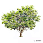 对叶榕 Ficus hispida