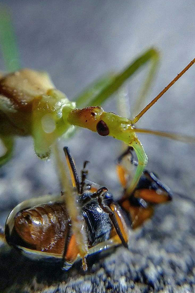 半翅目显角亚目猎蝽科猎蝽