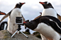 #新浪新闻让红包飞#动物摄影师大盘点（组图）——2013年8月28日报道，英国摄影师Aniket Sardana在福克兰群岛拍摄了一段有趣的视频，一只贪吃的企鹅摇摇摆摆走到GoPro相机前，以为是什么好吃的东西，当然，它啃了半天最后还是放弃走开了。东方IC
