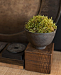 little "Japanese style" moss arrangement in AMALTHEE' S studio