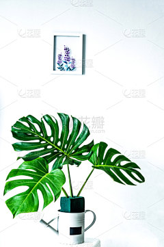 白色背景,绿色,叶子,分离着色,剪贴路径,清新,背景分离,边框,泰国,排列