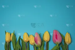 黄色和粉红色的郁金香在蓝色的背景，与自由的文字空间。