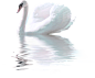 PNG格式 天鹅免抠素材图片