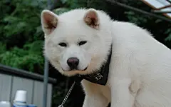 日本秋田犬图片壁纸