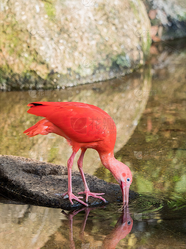 红鹮