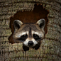 Photograph Raccoon Hideout by Steve Perry on 500px