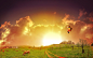 General 1920x1200 hot air balloons cows grass grass