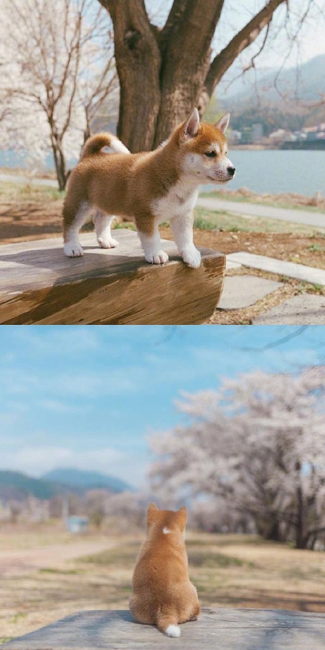 小柴犬的春日写真集，这呆萌的样子萌化了！...