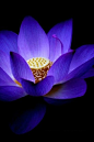 ~~Blue Lotus by Faye Wong~~ 