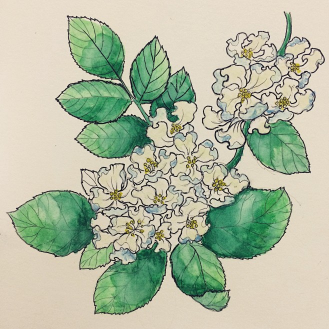 茶蘼花纹身手稿