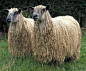 YearlingEwesWensleydale
