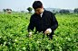 茉莉花茶世家——三代传承,良心制茶！