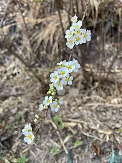 雏菊高清摄影素材