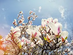美丽的粉红色的春天的花木兰在树枝上