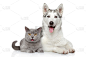 猫,狗,白色背景,幸福,纯种犬,水平画幅,猫科动物,两只动物,肖像,幼小动物