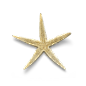 超高清 海星 海螺 贝壳 珊瑚 海马等 航洋生物主题 png元素 starfish-4