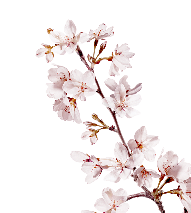 樱花<br/>