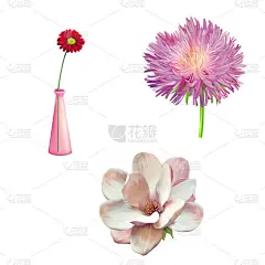 花在花瓶里，春天开花，粉红色的花。紫菀。粉红色的花，玉兰花图孤立在白色背景上