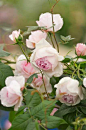 威基伍德玫瑰（The Wedgwood Rose） 藤本月季 水果香型 最新欧月-淘宝网