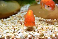 可爱的,金鱼,自然,水,圆形,水平画幅,橙色,沙子,家畜