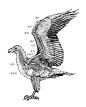 3鸟的前肢骨骼结构 - wby_6123 - wby_6123的博客