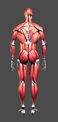 zc实践采集到人体肌肉