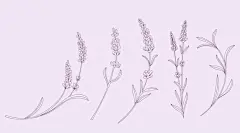 薰衣草矢量图设计素材