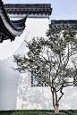 景观周