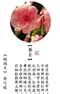 十二个月份的花语诗词