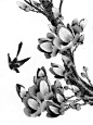 飞翔植物花朵上的鸟儿工笔画