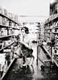 奥黛丽·赫本和她的鹿Pippin ​​​​