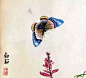 齐白石——蛾 ​​​