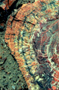 petrified tree rings