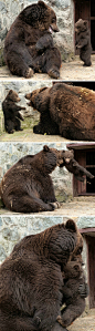 【过来，你这不听话的熊孩子！】英国每日邮报报道，乌克兰一家动物园近日上演了一出母棕熊教训宝宝的好戏。起初，母熊愤怒地盯着站在不远处无精打采的小熊，然后将其逼入墙角，一顿咆哮后叼着小熊在空中甩来甩去。不过爆发最终还是以和平收场，妈妈最后温柔地拥抱了小熊，好像在说一切都已得到原谅。转