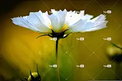 植物 花 花园 草甸 高清壁纸 自由背景 桌面背景 美丽的花朵