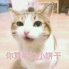 猫猫表情包