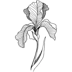 植物白描速写      - 源文件下载【酷图网】手绘植物,绿植,盆栽绿植,多肉植物,花草植物,家居绿植,植物花草,森系植物,植物元素,欧式花纹,花卉花草,植树节,淡雅花草,观赏植物,景天科,手绘速写,黑白线稿,绘画稿,植物速写,国风,白描线稿,工笔素描,白描画,素描画,手绘画,美术画,简写画,简笔画,钢笔画,工笔画,线条画,美工画,手描画,速写画