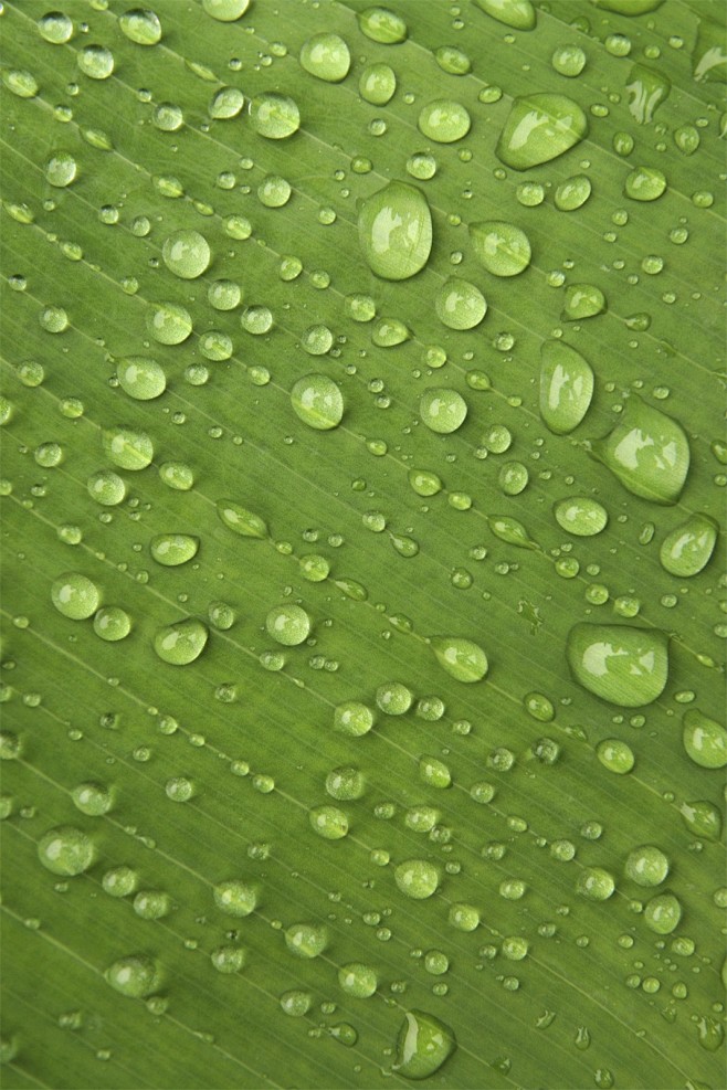 自然景象图片深绿色水珠背景