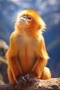 猴子特写滇金丝猴国家一级保护动物摄影图