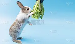 可爱的小棕兔和小白兔在孤立的蓝色背景下吃着新鲜的绿色生菜叶子。动物吃蔬菜和复活节的概念。