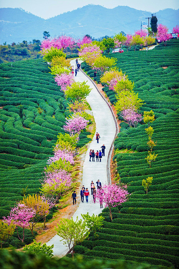 福建省龙岩市，漳平永福茶园樱花盛开.这个...