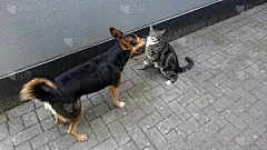 不要招惹我猫和狗玩