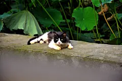 点击来源直接获取大图文件 |cat in the lotus flower pond