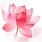 jasonsun1576_Watercolor_pink_lotus_flower_clip_art_white_backgr_125eb5d6-77c1-4737-9452-9b9c65415520