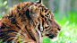 General 1920x1080 animals nature closeup tiger big cats