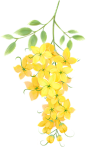 朦胧渐变噪点风花朵素材-黄槐