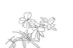 栀子花  - 源文件下载【酷图网】栀子花,植物,花,手绘,栀子花手绘