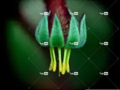 袋鼠爪 美丽的花朵 花 花壁纸 植物 阿尼戈赞托斯 花瓣 盛开