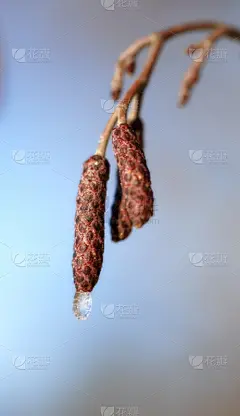 花蕾,小的,垂直画幅,天空,雪,无人,早晨,户外,特写,部分