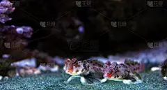 鱼类,手推脚踏车,红松,水,鲑,水平画幅,无人,软体动物,水下,野外动物